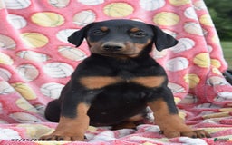 Doberman Pinscher dogs for sale: Bell - Image 1