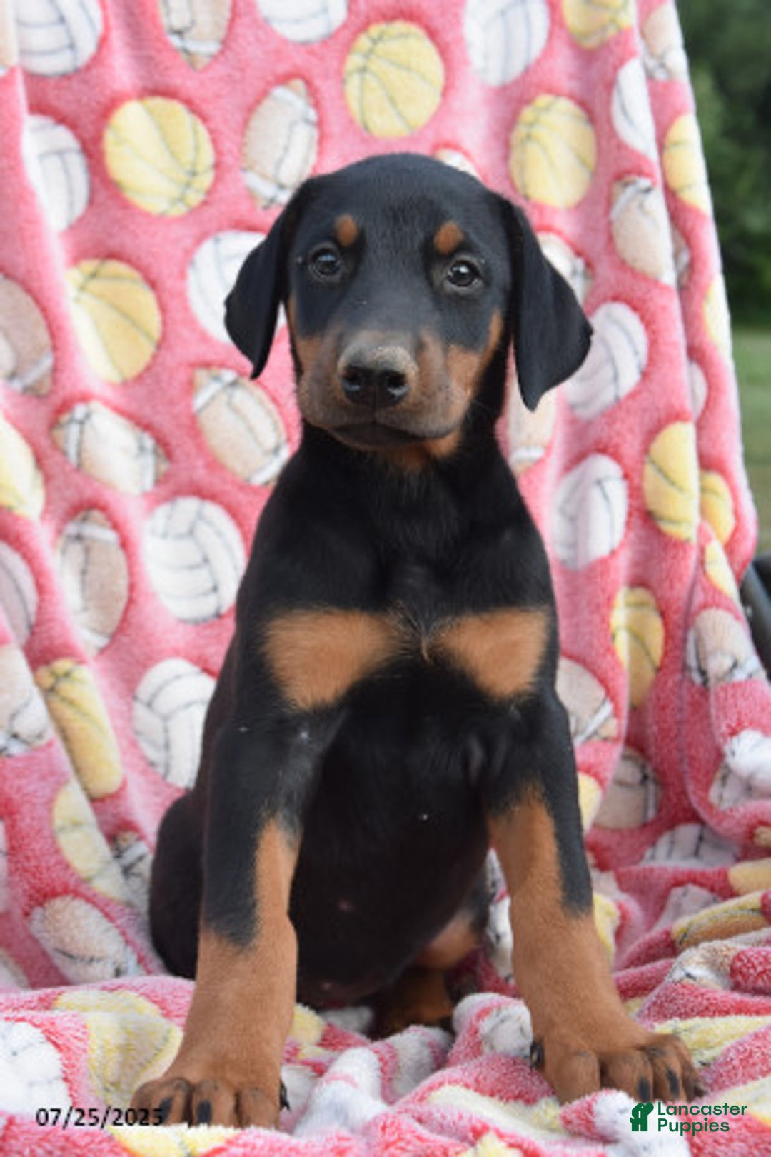 Doberman Pinscher dogs for sale: Bell - Image 1