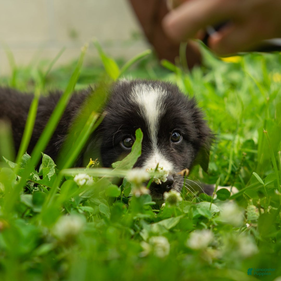 Miniature Australian Shepherd dogs for sale: Elephant Ear - Image 10