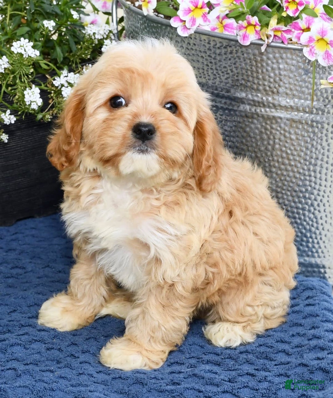 Cavapoo dogs for sale: Brandon - Image 9
