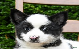 Border Collie dogs for sale: Poppy - Image 8