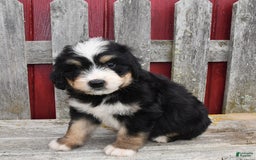 Bernedoodle dogs for sale: Max - Image 8