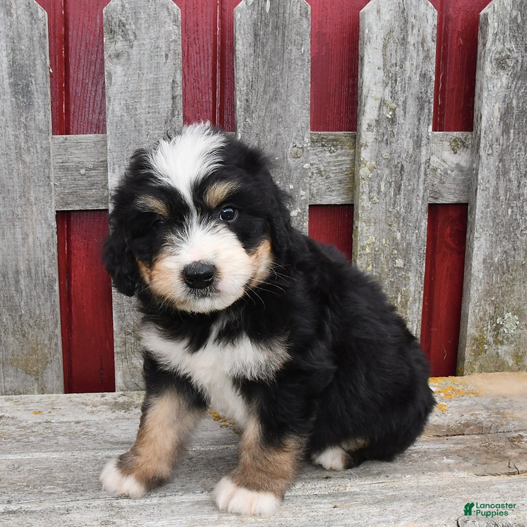 Bernedoodle dogs for sale: Max - Image 8