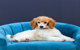 Standard Poodle dogs for sale: Rin - Image 6