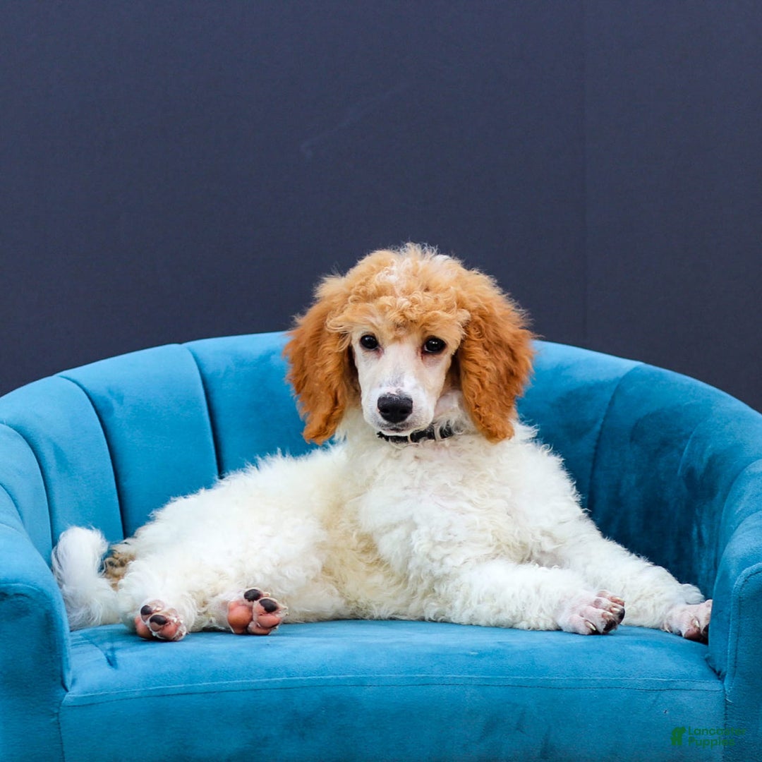 Standard Poodle dogs for sale: Rin - Image 6