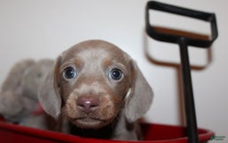 Dachshund dogs for sale: Stella Male 3 - Image 1