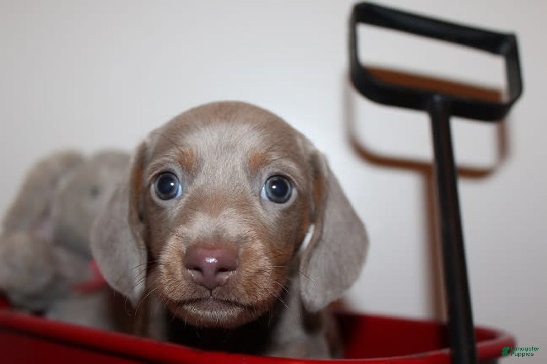 Dachshund dogs for sale: Stella Male 3 - Image 1