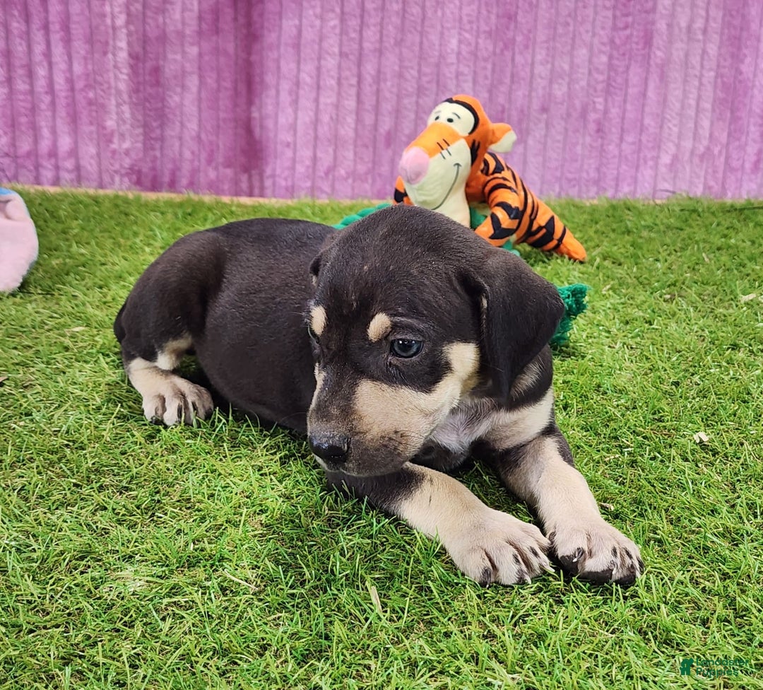 Catahoula Leopard Dog dogs for sale: Tess 2025 Female 3 - Image 11