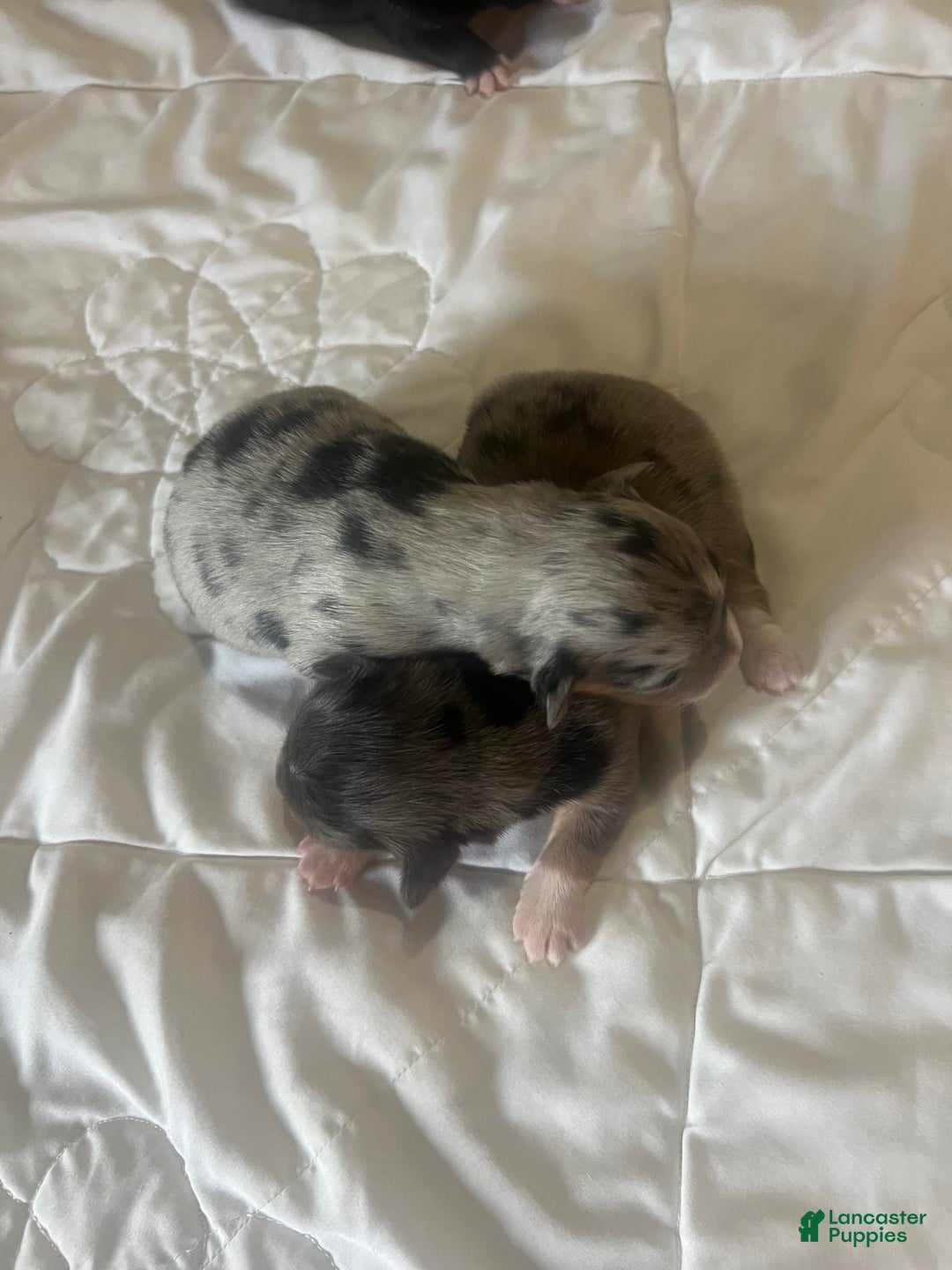 Miniature Australian Shepherd dogs for sale: Jane - Image 11