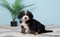 Bernedoodle dogs for sale: Carson - Image 5