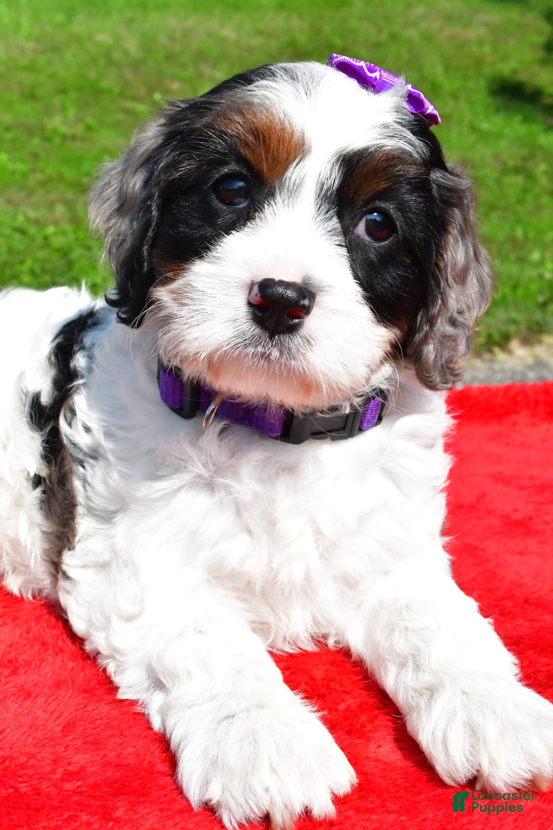Cavapoo dogs for sale: Chloe - Image 2