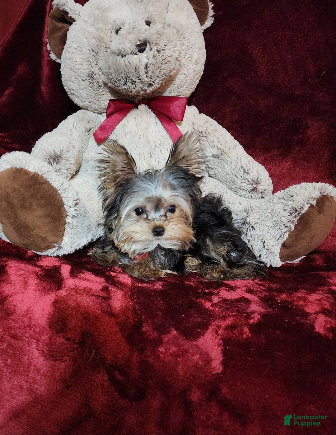 Yorkshire Terrier dogs for sale: Teddy - Image 2