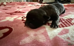 Cane Corso dogs for sale: Male 1 - Image 1