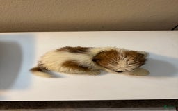 Shih Tzu dogs for sale: Shih Tzu 4 puppies - Image 14