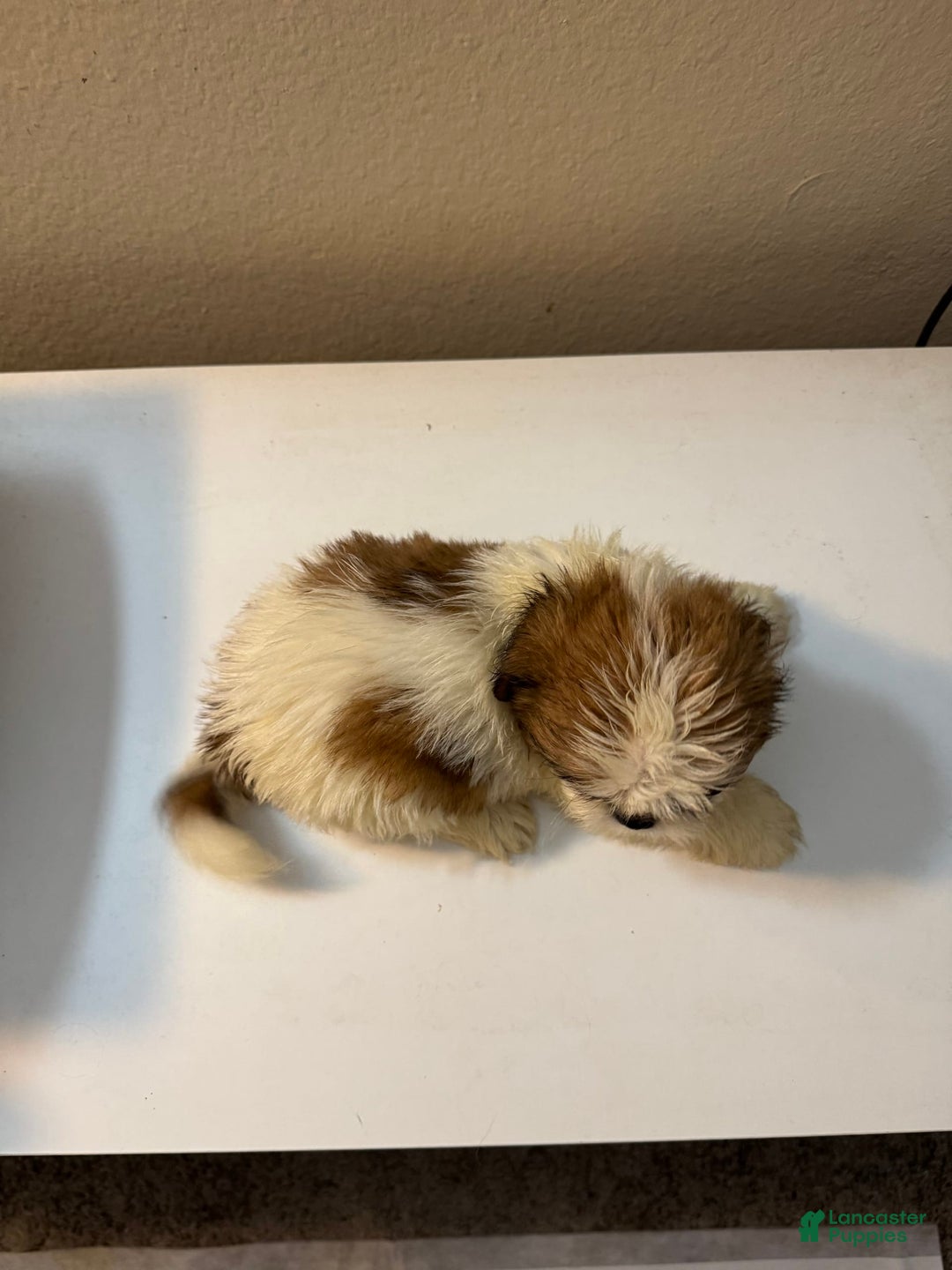 Shih Tzu dogs for sale: Shih Tzu 4 puppies - Image 14