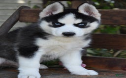 Siberian Husky dogs for sale: Stitch - Image 3