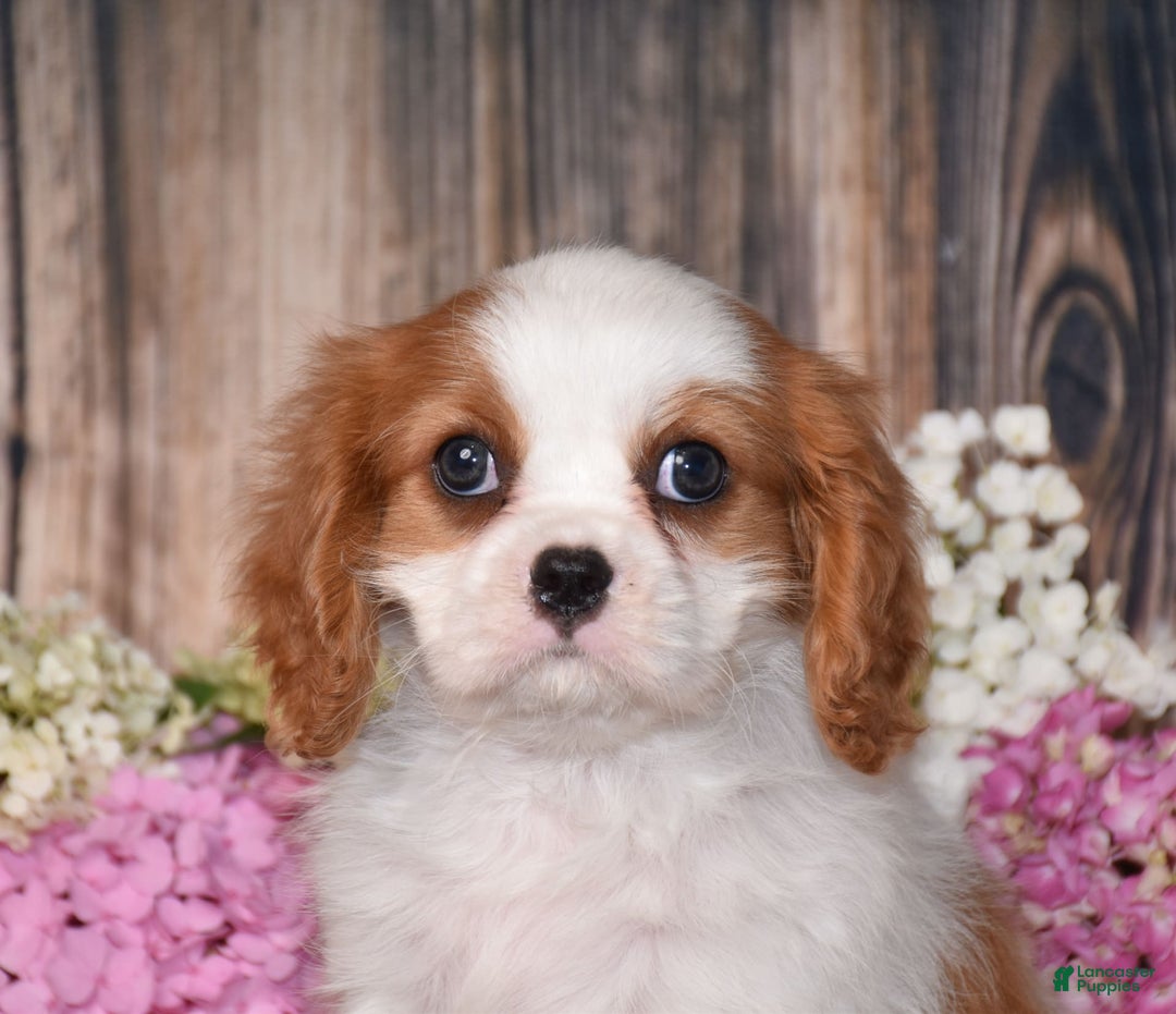 Cavalier King Charles Spaniel dogs for sale: Tarrace - Image 2