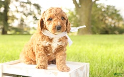 Mini Goldendoodle dogs for sale: Thunder - Image 7