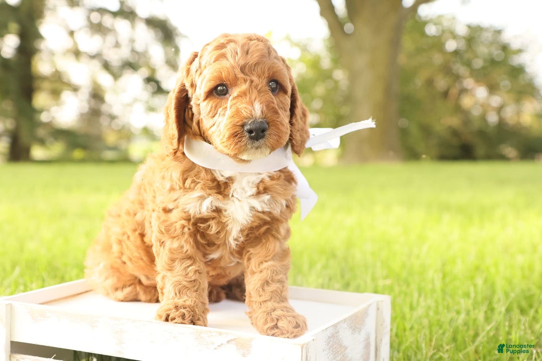 Mini Goldendoodle dogs for sale: Thunder - Image 7