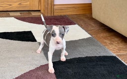 Italian Greyhound dogs for sale: Tina - Image 2