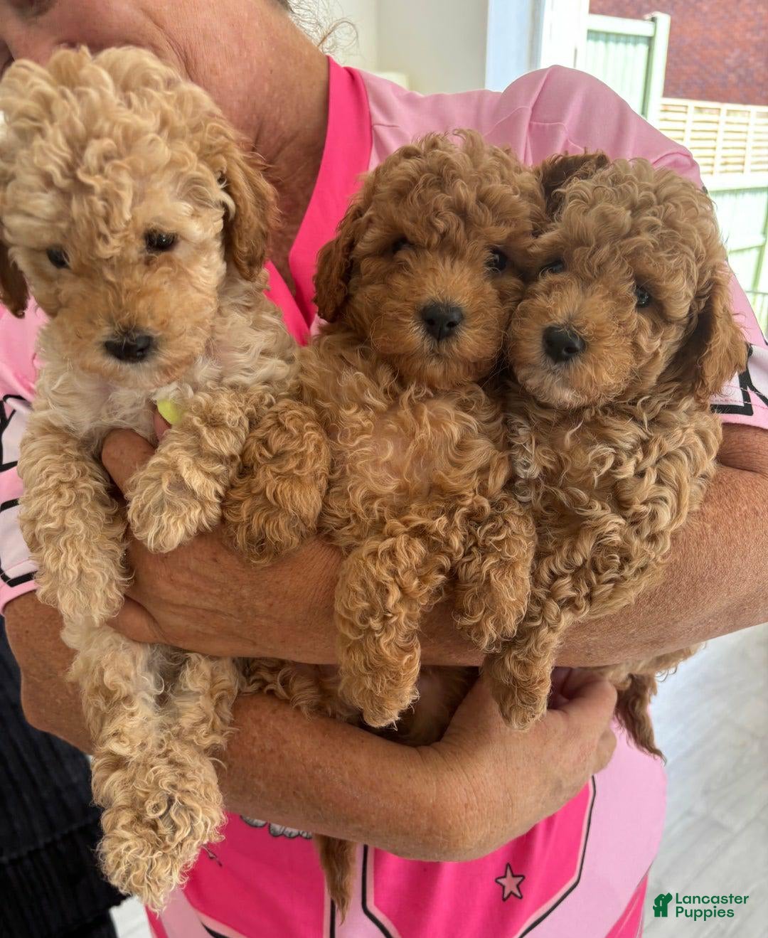 Toy Poodle dogs for sale: Teddy - Image 4