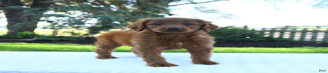 Cinnamon