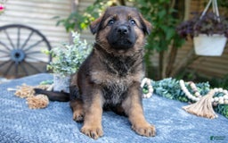 German Shepherd dogs for sale: Grace - Image 1