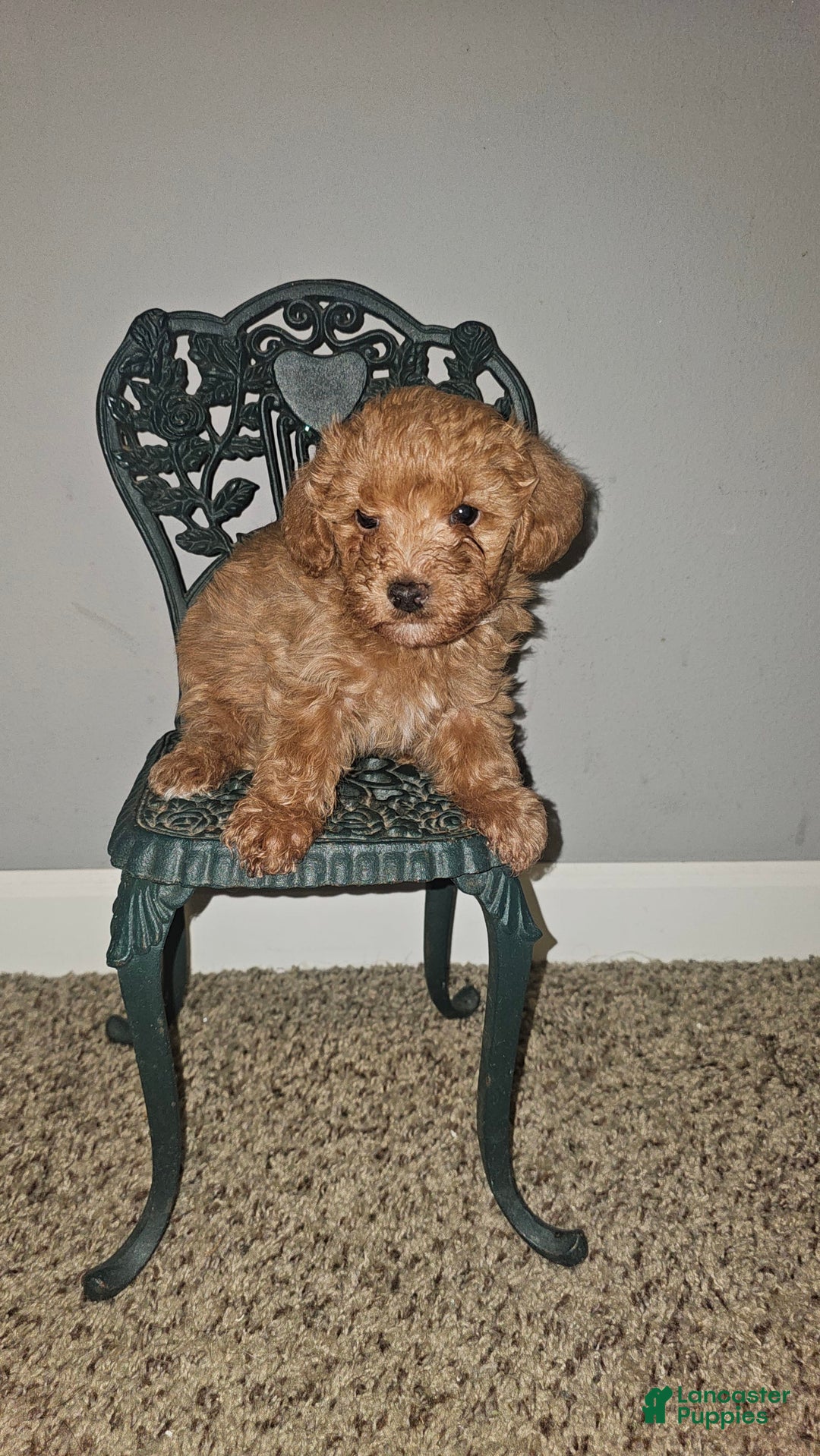 Yorkiepoo dogs for sale: Red - Image 1