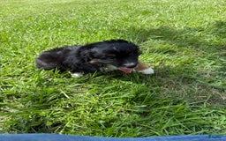  dogs for sale: Toy Australian Shepherd 2 puppies - Image 13