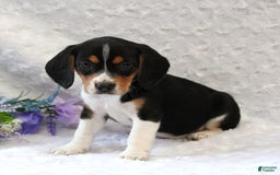 Beagle dogs for sale: Whitley - Image 5