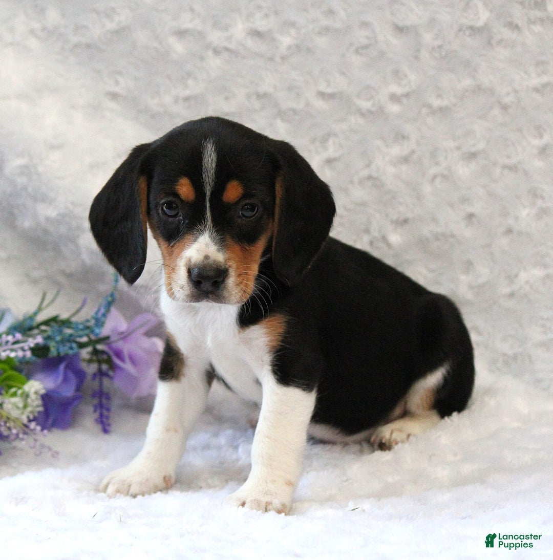 Beagle dogs for sale: Whitley - Image 5