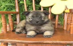 Keeshond dogs for sale: Tally - Image 3
