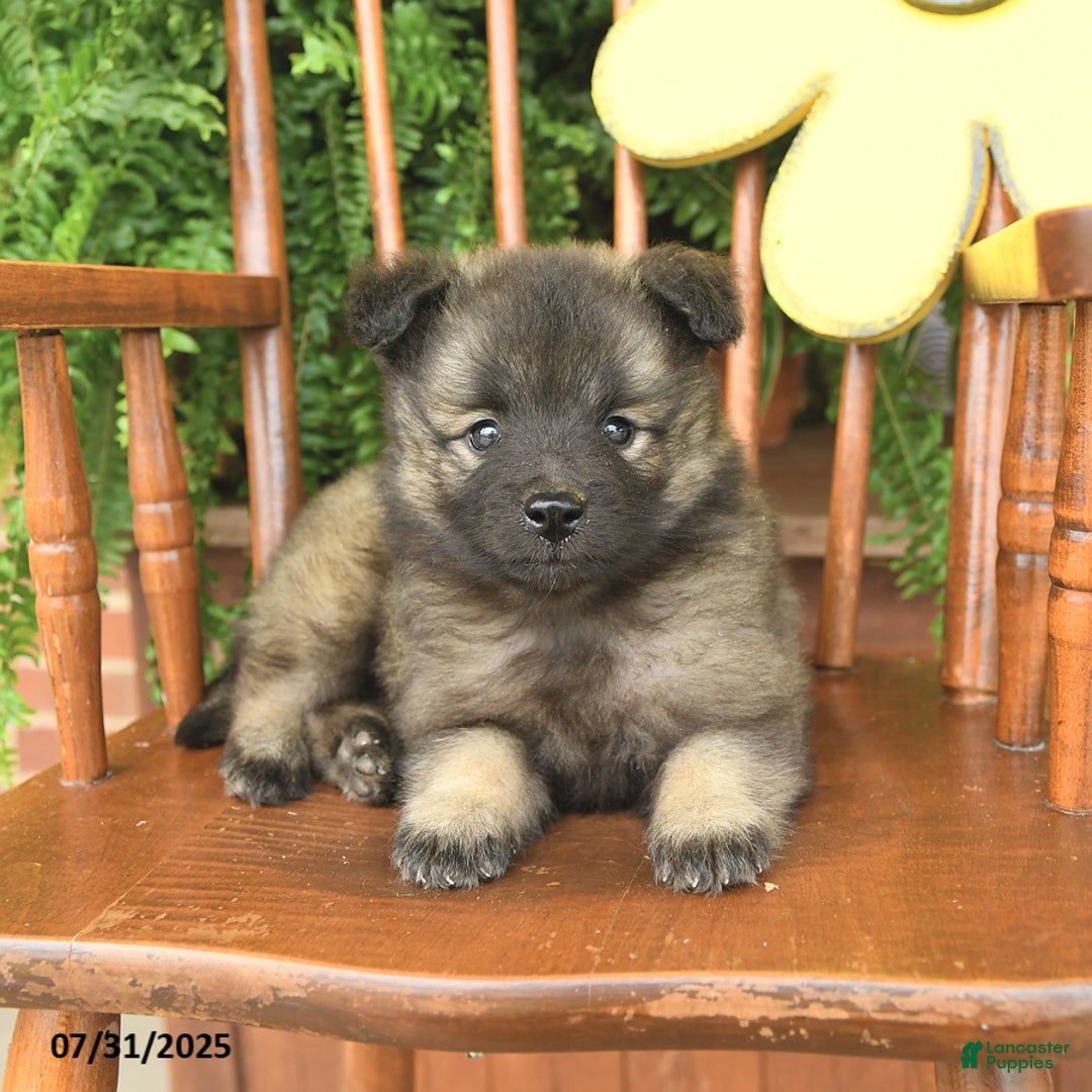 Keeshond dogs for sale: Tally - Image 3
