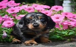 Miniature Dachshund dogs for sale: Scarlet - Image 8