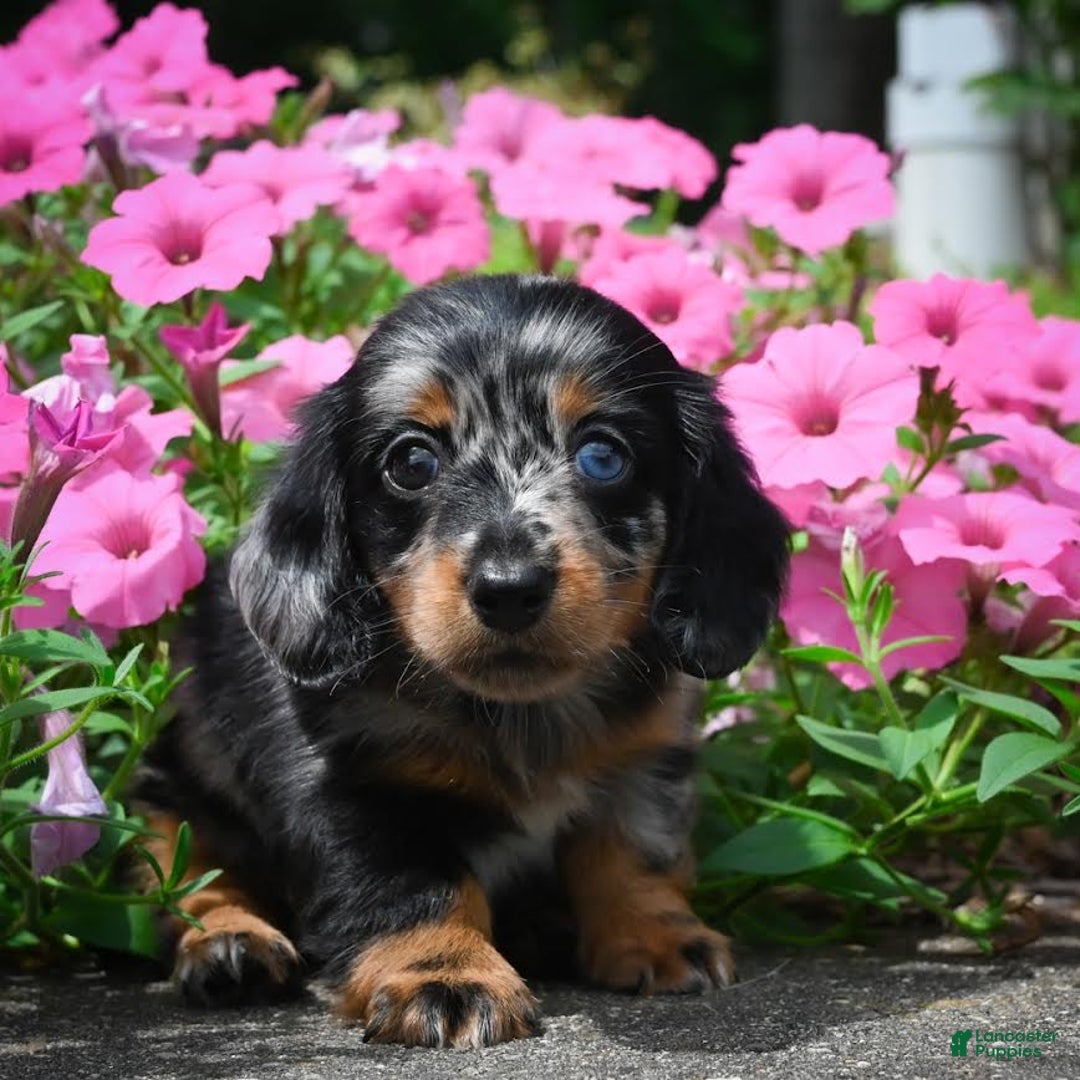 Miniature Dachshund dogs for sale: Scarlet - Image 8