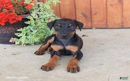 Doberman Pinscher dogs for sale: Diamond - Image 1