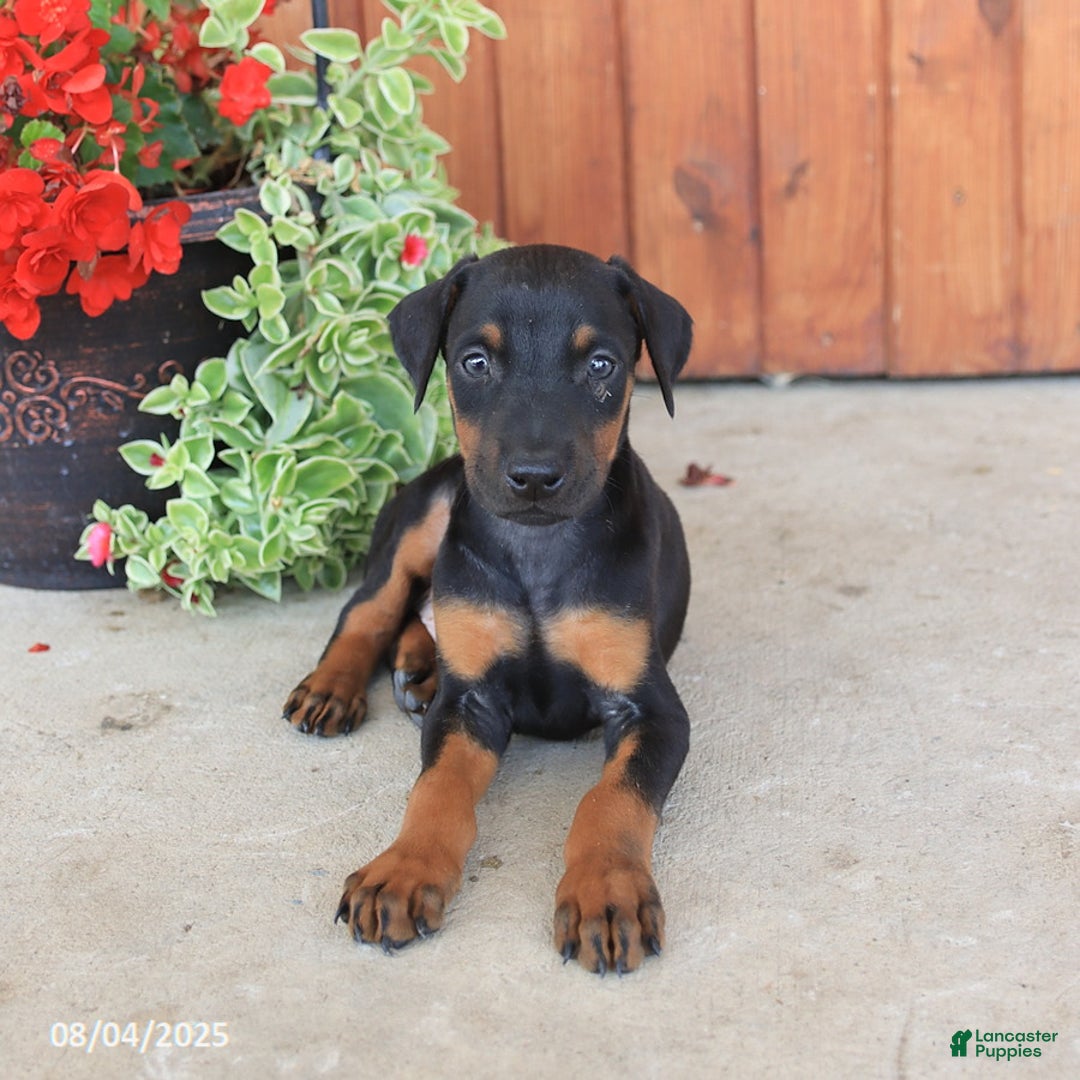 Doberman Pinscher dogs for sale: Diamond - Image 1