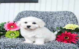 Teddy Bear dogs for sale: Cathy - Image 1