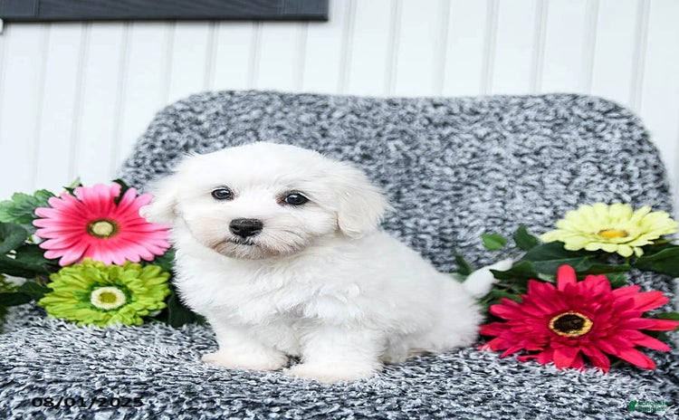 Teddy Bear dogs for sale - Ad 1