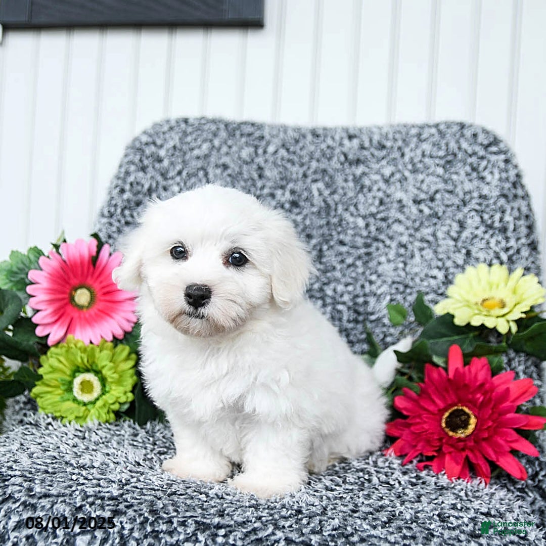 Teddy Bear dogs for sale: Cathy - Image 1