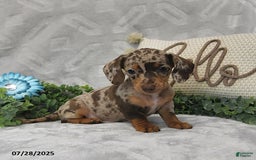 Miniature Dachshund dogs for sale: Kenzo - Image 5