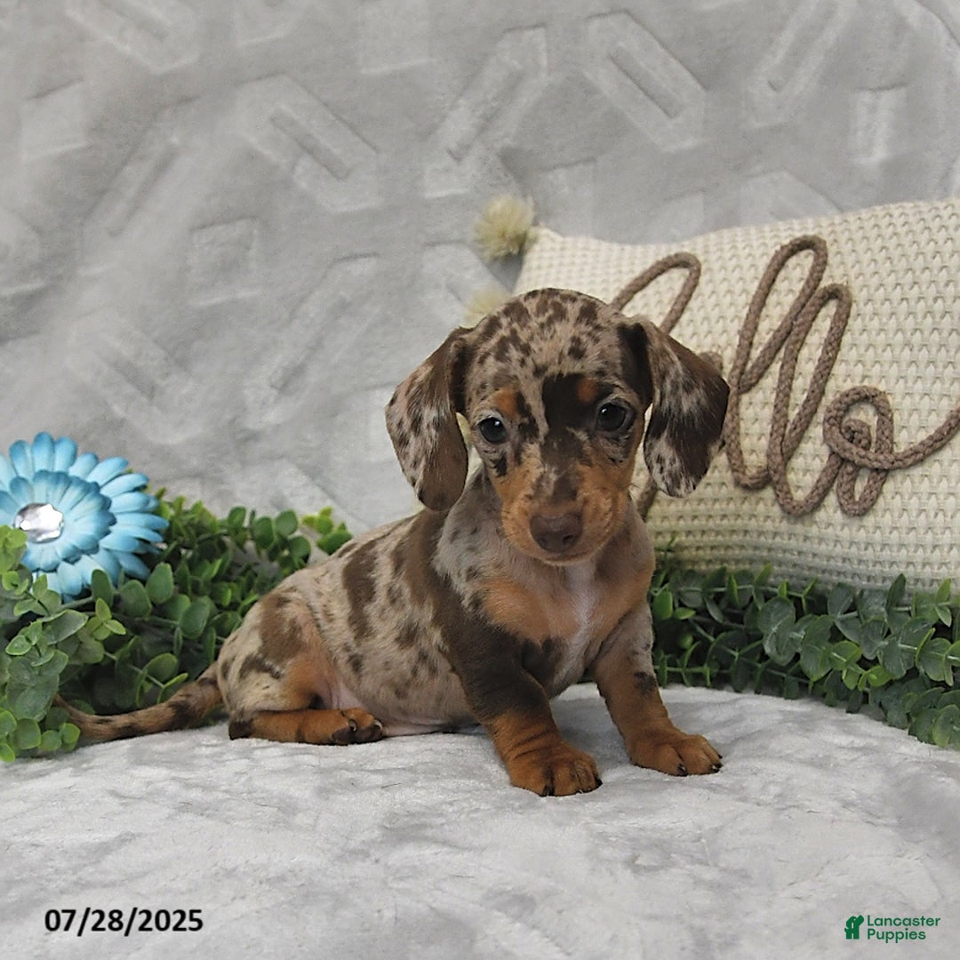 Miniature Dachshund dogs for sale: Kenzo - Image 5