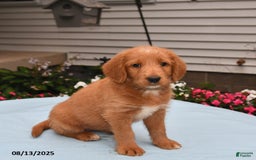 Goldador dogs for sale: Sandy - Image 1