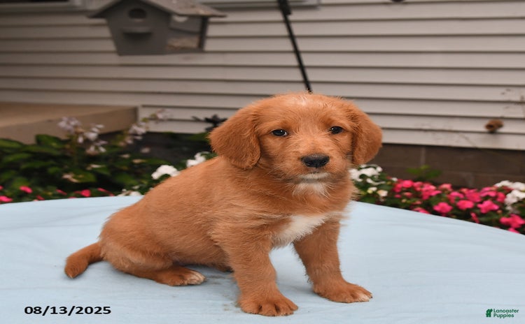 Goldador dogs for sale - Ad 5