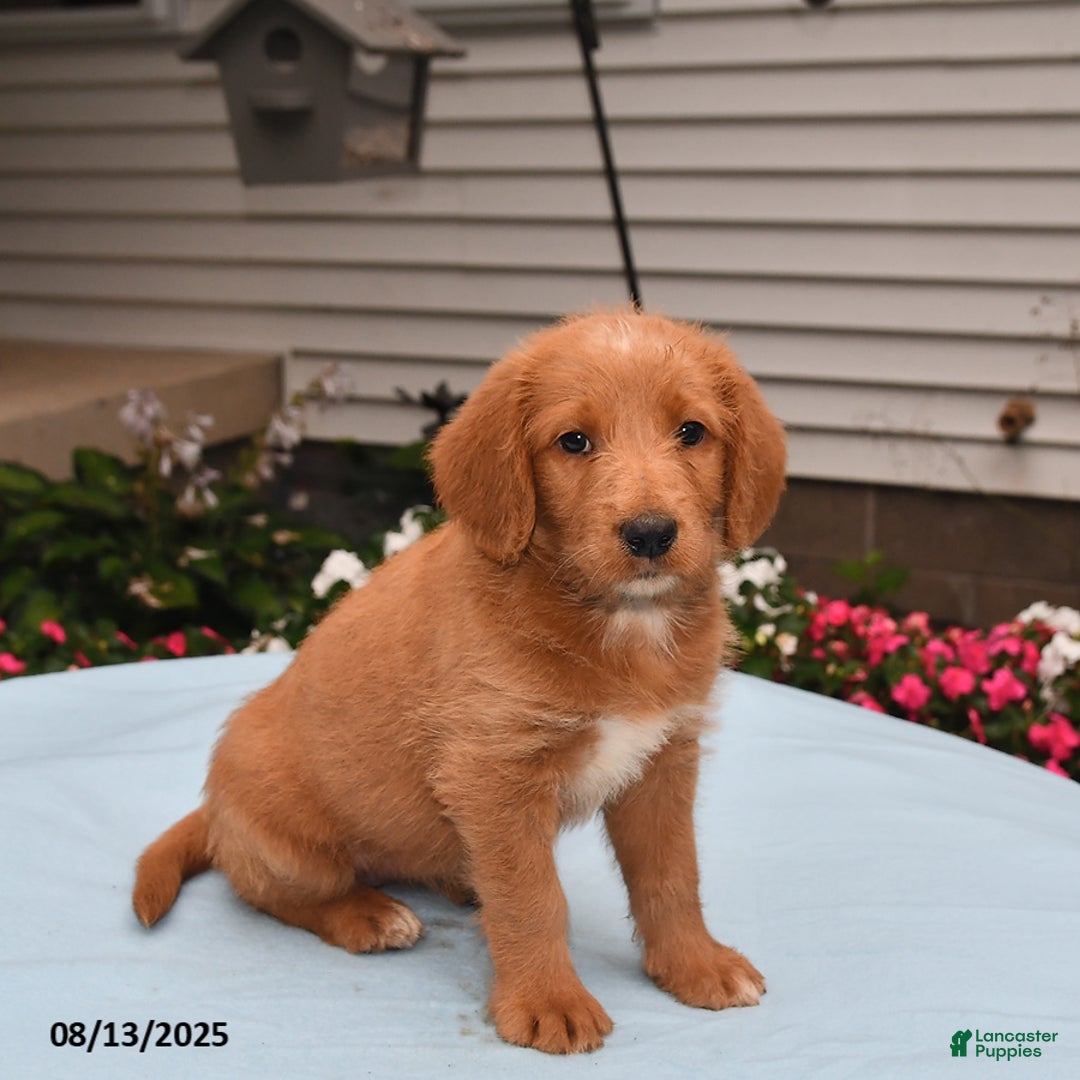 Goldador dogs for sale: Sandy - Image 1
