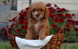 Cavapoo dogs for sale: Lexi - Image 2
