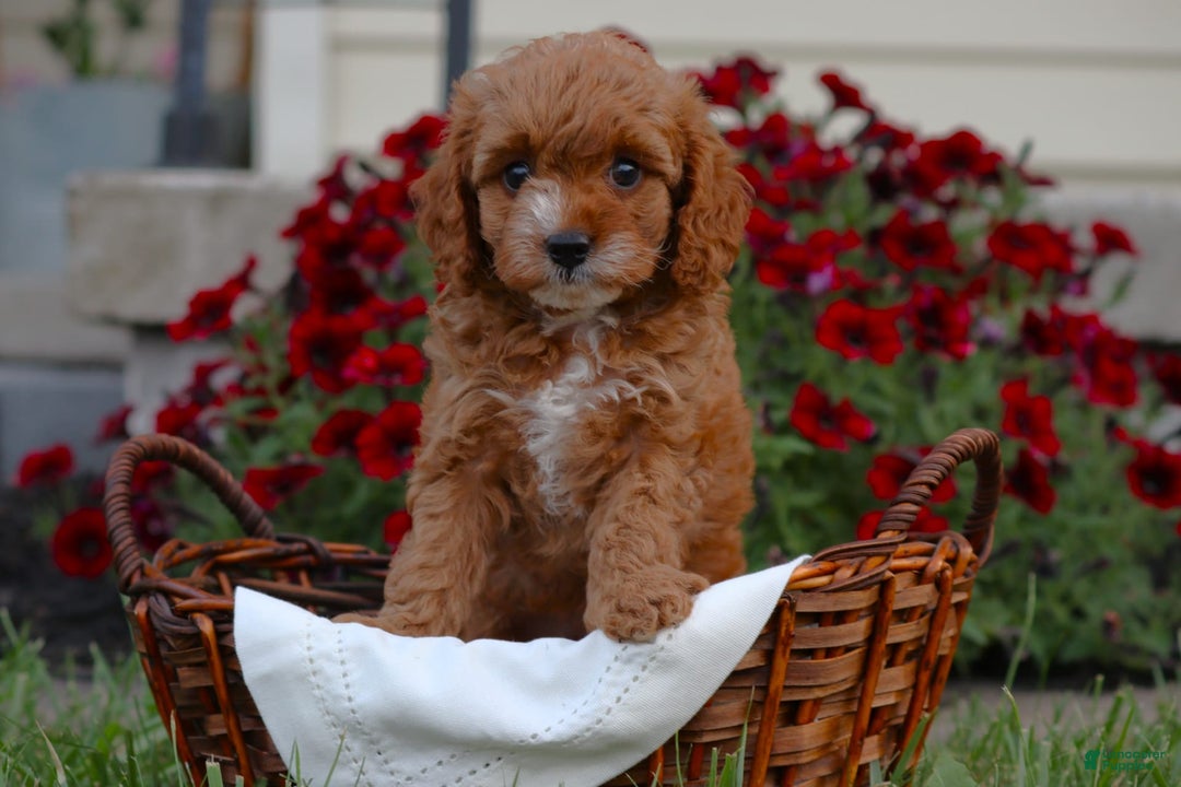 Cavapoo dogs for sale: Lexi - Image 2