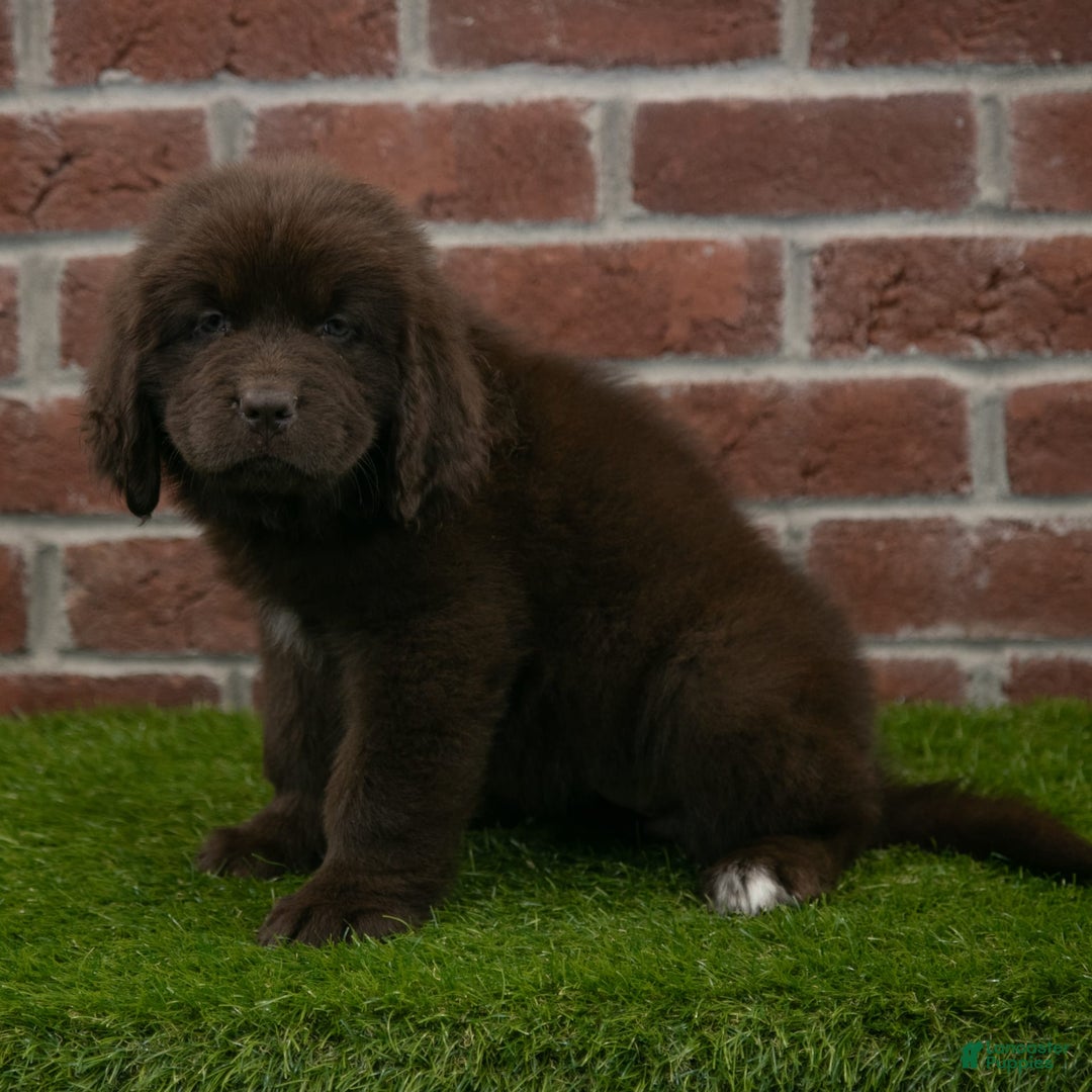 Newfoundland dogs for sale: Winnie - Image 6