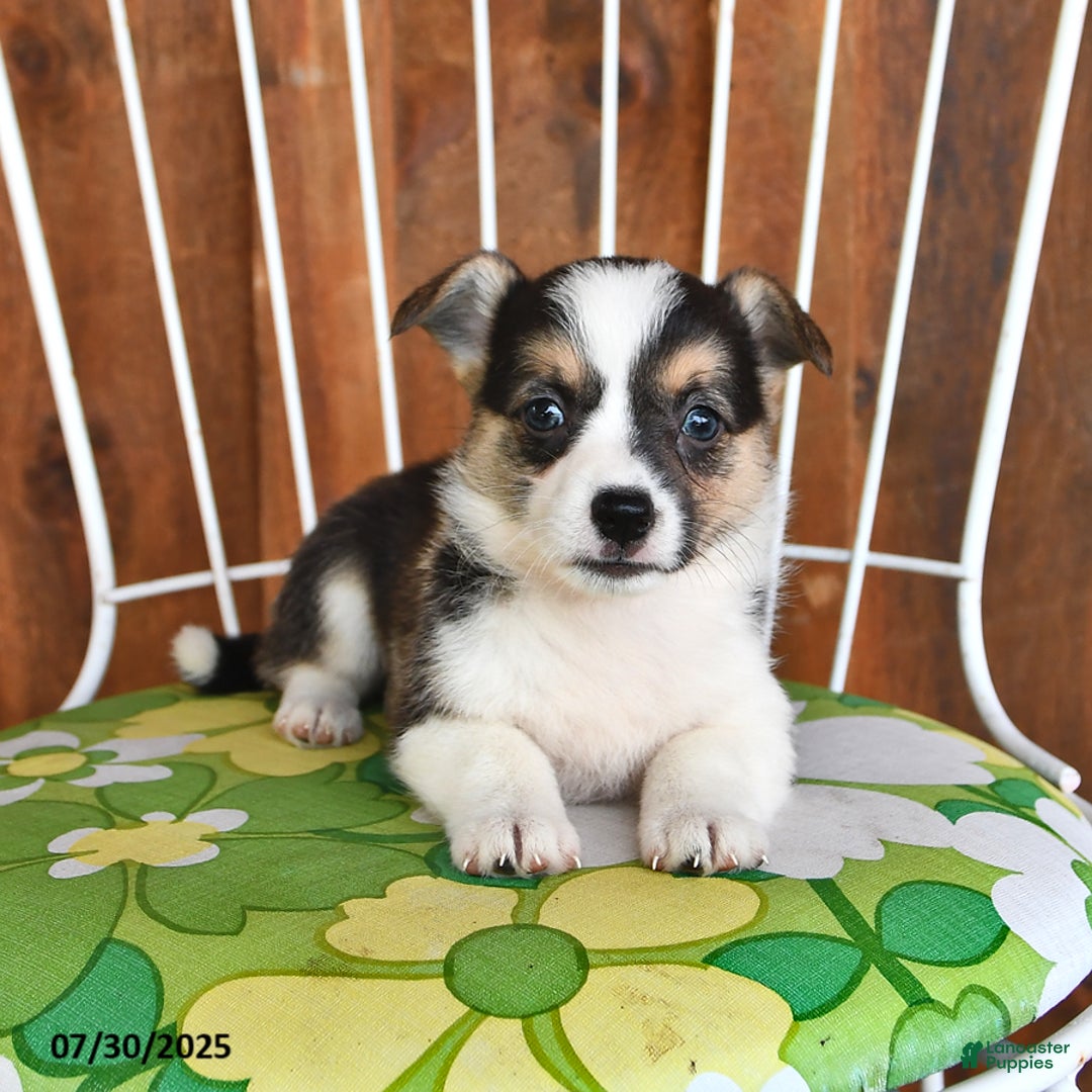 Welsh Corgi Pembroke dogs for sale: Stella - Image 4