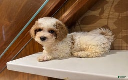 Cavapoo dogs for sale: Rocky - Image 1